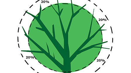 Afbeelding vormsnoei bomen 20% van de kruin